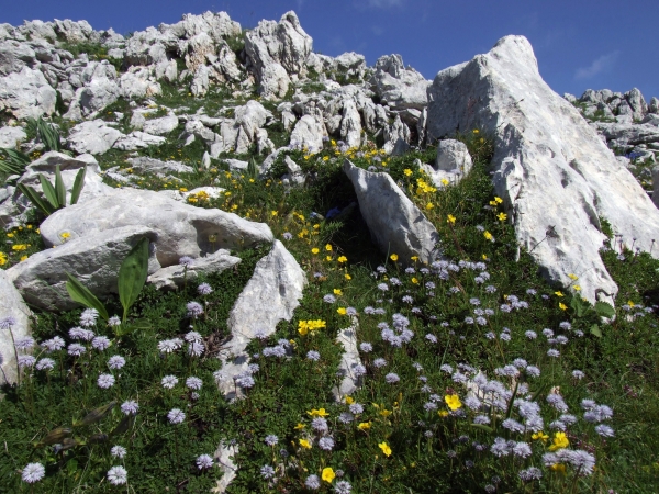 Fioriture in quota